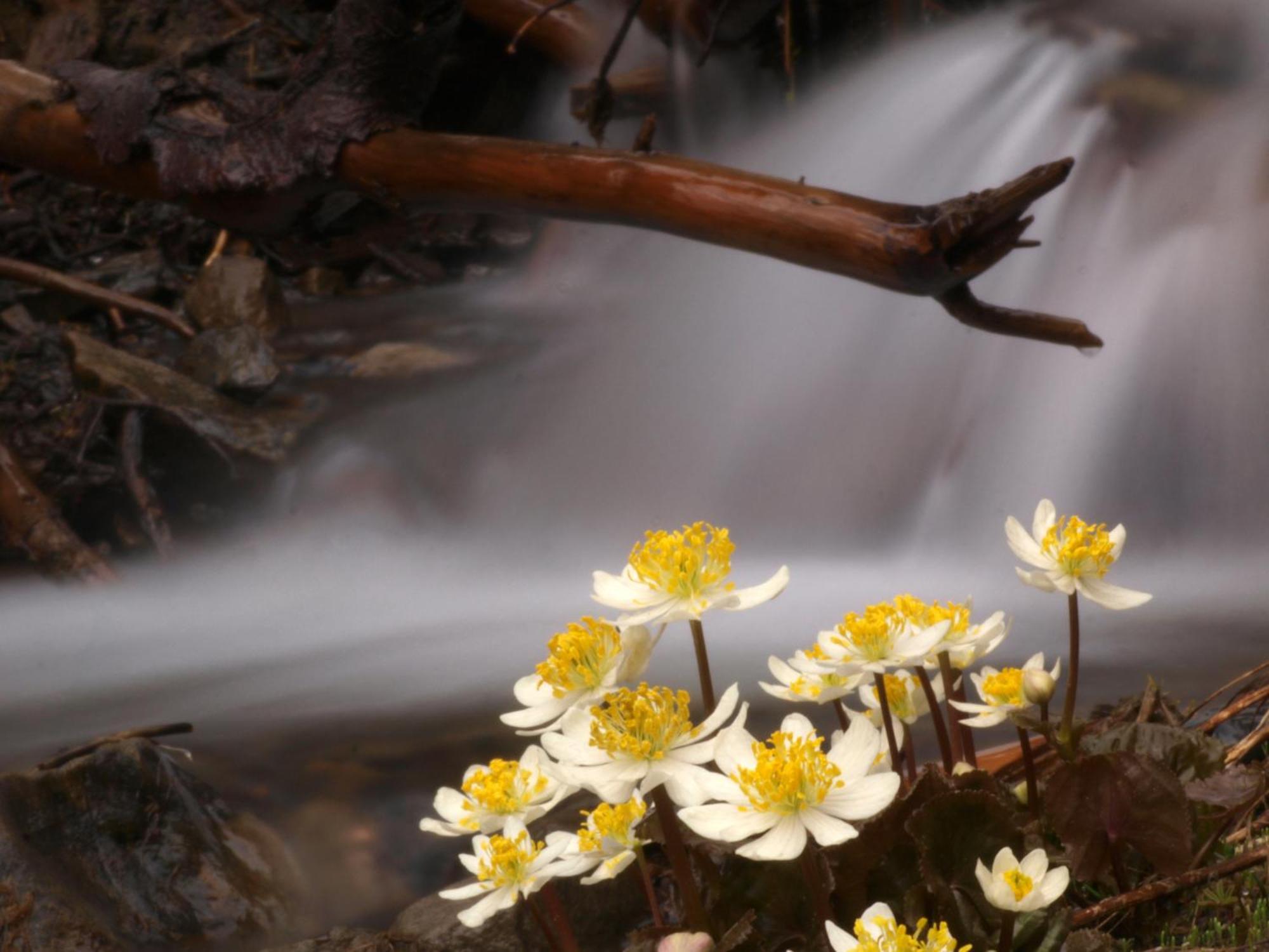 Sol Duc Hot Springs Resort Ovington ภายนอก รูปภาพ